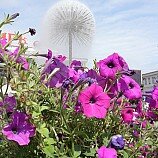 одуванчик - лидия костина - Саратов, ловлю твои мгновения :: Городской пейзаж