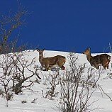 Сказочный лес - Ольга ... - Ниже нуля :: Номинация 