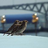 Трое - Егор Зырянов - Широка страна моя родная :: Символы Поволжья