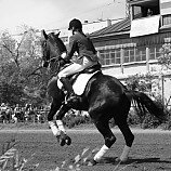 Wild Horse - Светлана Калина - Русский Драйв :: Спорт