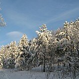 Сосновый лес под Хвалынском - Юлия Гаврисяк - Ниже нуля :: Номинация 