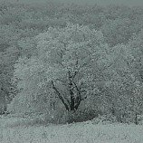 Лес - Ольга ... - Ниже нуля :: Номинация 